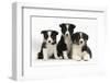 Three Black-And-White Border Collie Pups-Mark Taylor-Framed Photographic Print