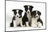 Three Black-And-White Border Collie Pups-Mark Taylor-Mounted Photographic Print
