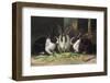 Three Black and White Dutch Domestic Rabbits-null-Framed Photographic Print