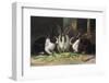 Three Black and White Dutch Domestic Rabbits-null-Framed Photographic Print