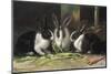 Three Black and White Dutch Domestic Rabbits-null-Mounted Photographic Print