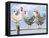 Three Black and White Hens-Janet Pidoux-Framed Stretched Canvas