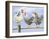 Three Black and White Hens-Janet Pidoux-Framed Giclee Print