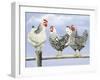 Three Black and White Hens-Janet Pidoux-Framed Giclee Print