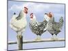 Three Black and White Hens-Janet Pidoux-Mounted Giclee Print