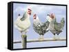 Three Black and White Hens-Janet Pidoux-Framed Stretched Canvas