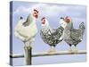 Three Black and White Hens-Janet Pidoux-Stretched Canvas