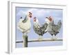 Three Black and White Hens-Janet Pidoux-Framed Giclee Print