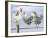 Three Black and White Hens-Janet Pidoux-Framed Giclee Print