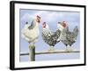 Three Black and White Hens-Janet Pidoux-Framed Giclee Print