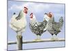 Three Black and White Hens-Janet Pidoux-Mounted Giclee Print