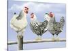 Three Black and White Hens-Janet Pidoux-Stretched Canvas