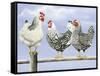 Three Black and White Hens-Janet Pidoux-Framed Stretched Canvas