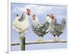 Three Black and White Hens-Janet Pidoux-Framed Giclee Print