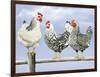 Three Black and White Hens-Janet Pidoux-Framed Giclee Print