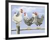 Three Black and White Hens-Janet Pidoux-Framed Giclee Print