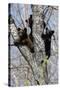 Three Black Bear Cubs in a Tree-MichaelRiggs-Stretched Canvas