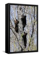 Three Black Bear Cubs in a Tree-MichaelRiggs-Framed Stretched Canvas