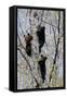 Three Black Bear Cubs in a Tree-MichaelRiggs-Framed Stretched Canvas