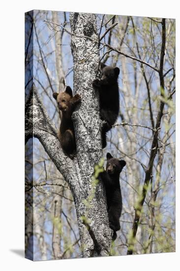 Three Black Bear Cubs in a Tree-MichaelRiggs-Stretched Canvas