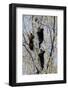 Three Black Bear Cubs in a Tree-MichaelRiggs-Framed Photographic Print