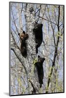 Three Black Bear Cubs in a Tree-MichaelRiggs-Mounted Photographic Print