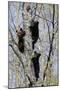 Three Black Bear Cubs in a Tree-MichaelRiggs-Mounted Photographic Print