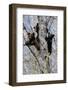 Three Black Bear Cubs in a Tree-MichaelRiggs-Framed Photographic Print