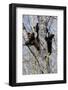 Three Black Bear Cubs in a Tree-MichaelRiggs-Framed Photographic Print