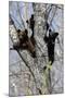 Three Black Bear Cubs in a Tree-MichaelRiggs-Mounted Photographic Print