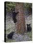 Three Black Bear (Ursus Americanus) Cubs of the Year-James Hager-Stretched Canvas