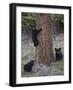 Three Black Bear (Ursus Americanus) Cubs of the Year-James Hager-Framed Photographic Print