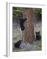 Three Black Bear (Ursus Americanus) Cubs of the Year-James Hager-Framed Photographic Print