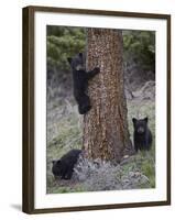 Three Black Bear (Ursus Americanus) Cubs of the Year-James Hager-Framed Photographic Print