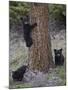 Three Black Bear (Ursus Americanus) Cubs of the Year-James Hager-Mounted Photographic Print