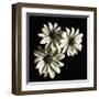 Three Black-Eyed Susans-Michael Harrison-Framed Giclee Print