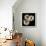 Three Black-Eyed Susans-Michael Harrison-Art Print displayed on a wall