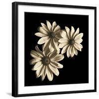 Three Black-Eyed Susans-Michael Harrison-Framed Art Print