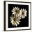 Three Black-Eyed Susans-Michael Harrison-Framed Art Print