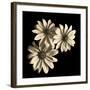 Three Black-Eyed Susans-Michael Harrison-Framed Art Print