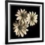 Three Black-Eyed Susans-Michael Harrison-Framed Art Print