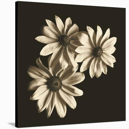 Three Black-Eyed Susans-Michael Harrison-Stretched Canvas