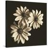 Three Black-Eyed Susans-Michael Harrison-Stretched Canvas