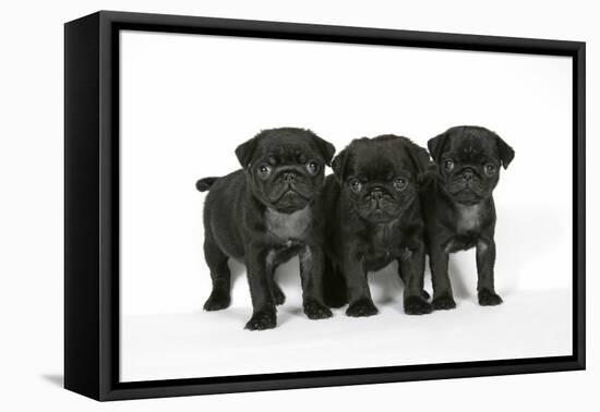 Three Black Pug Puppies (6 Weeks Old)-null-Framed Stretched Canvas