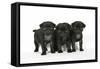 Three Black Pug Puppies (6 Weeks Old)-null-Framed Stretched Canvas