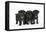 Three Black Pug Puppies (6 Weeks Old)-null-Framed Stretched Canvas