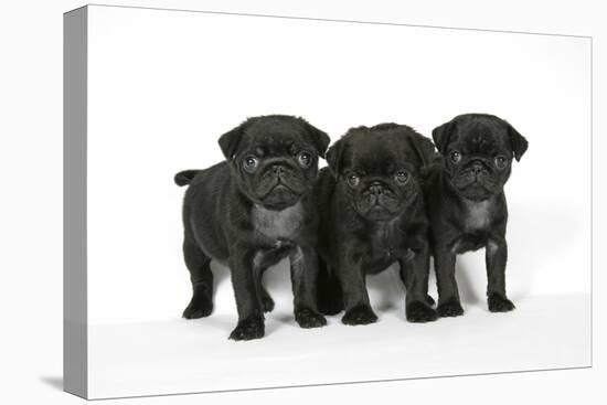 Three Black Pug Puppies (6 Weeks Old)-null-Stretched Canvas