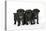 Three Black Pug Puppies (6 Weeks Old)-null-Stretched Canvas