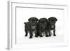 Three Black Pug Puppies (6 Weeks Old)-null-Framed Photographic Print