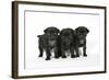 Three Black Pug Puppies (6 Weeks Old)-null-Framed Photographic Print